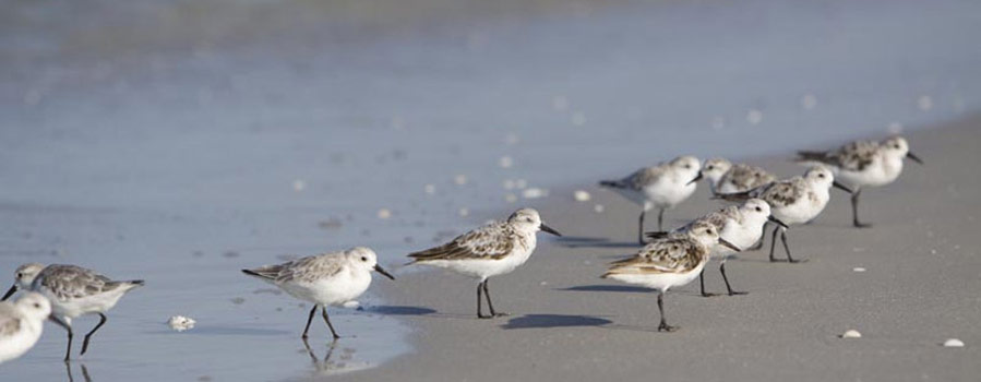 Family reunions in Manasota Key